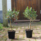 Buy a Pair of Small Olive Trees