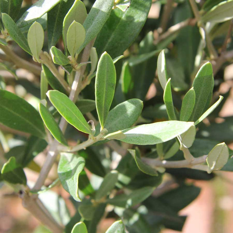Green olive tree leaves