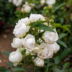 Paper 1st Anniversary Rose Bush Gift - Rose Bush Gift - Tree2mydoor