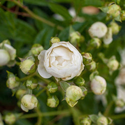 Paper 1st Anniversary Rose Bush Gift - Rose Bush Gift - Tree2mydoor