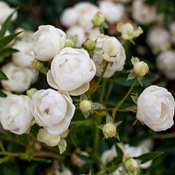 Paper 1st Anniversary Rose Bush Gift - Rose Bush Gift - Tree2mydoor