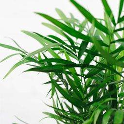 Parlour Palm - Indoor Plant Gift - Tree2mydoor