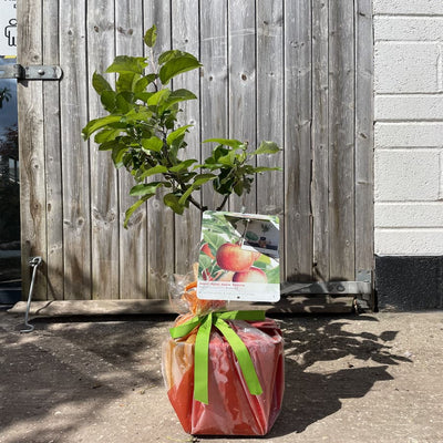 A gift wrapped patio apple tree