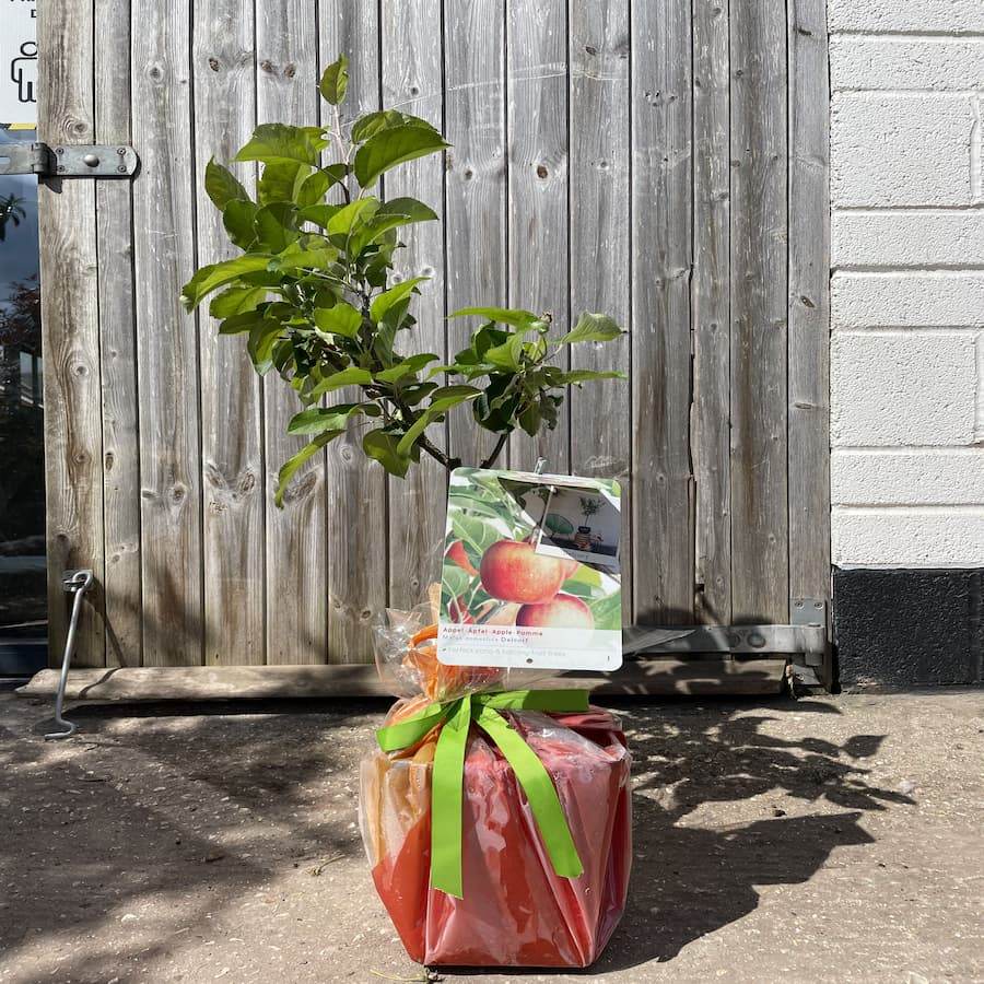 Dwarf Apple Tree Gift - Fruit Tree Gift - Tree2mydoor