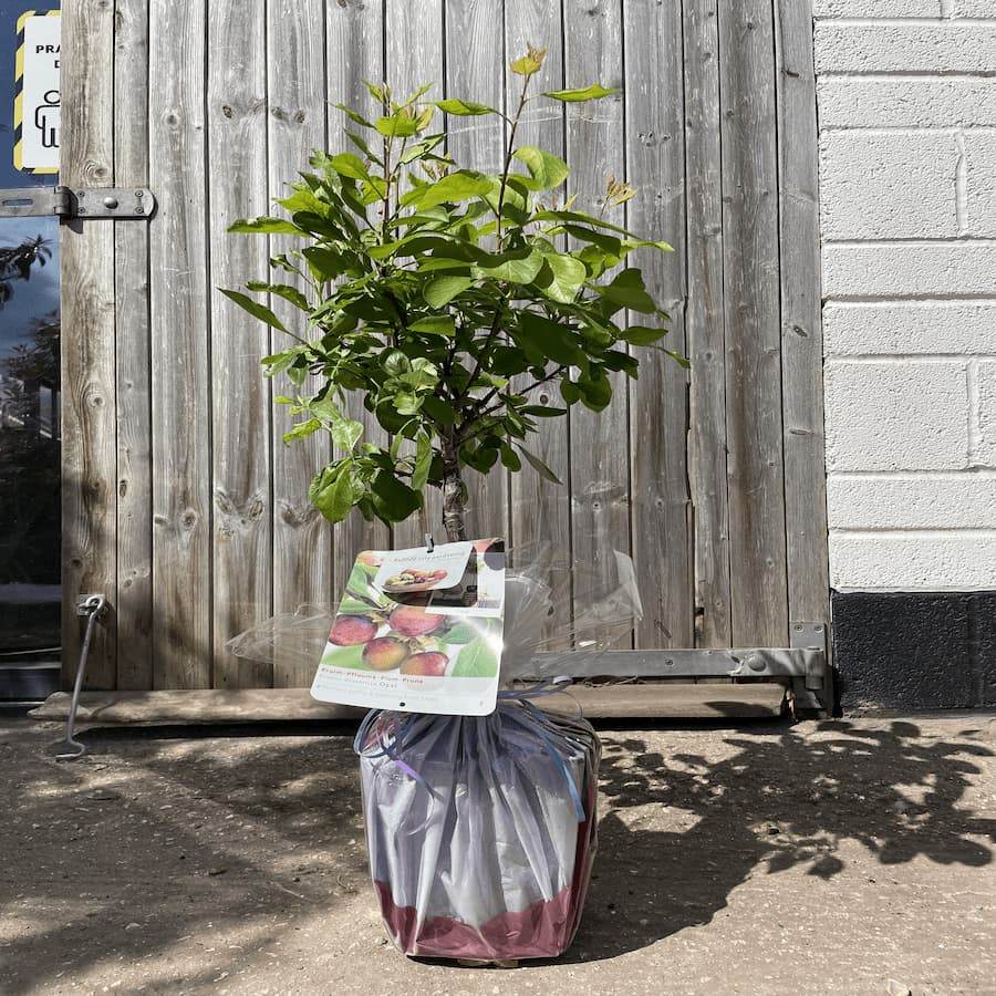 Patio Plum Tree Gift - Fruit Tree Gift - Tree2mydoor