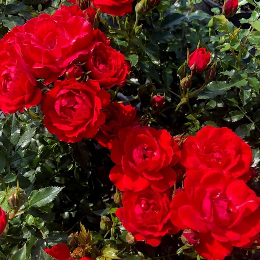 Loving Memories Rose Bush Gift | Vibrant Red Remembrance Rose