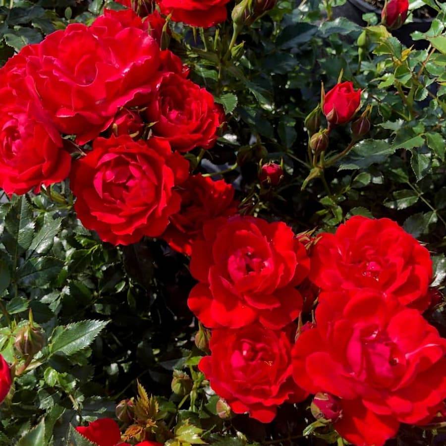 Always Remember Red Ruth Roses Loving Memories Rose Bush Gift | Vibrant Red Remembrance Rose
