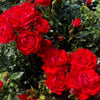 Blooms of the Patio Loving Memories rose bush