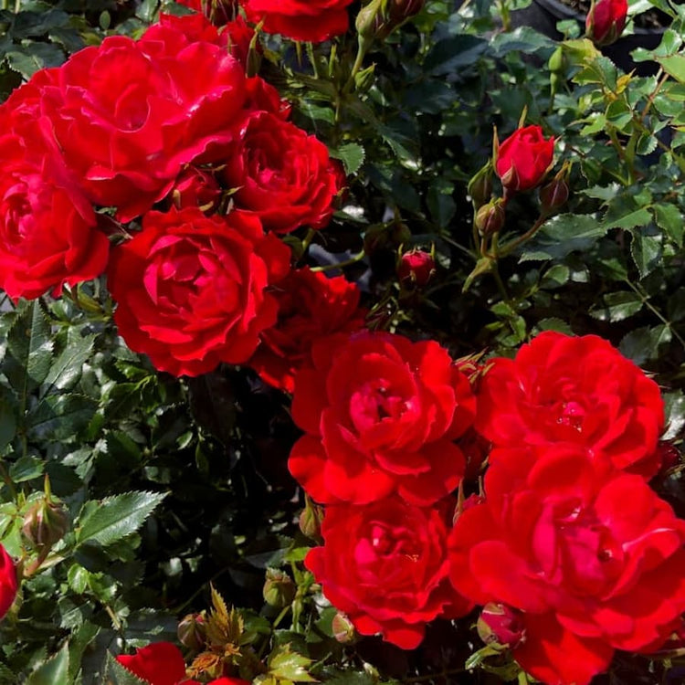 Blooms of the Patio Loving Memories rose bush