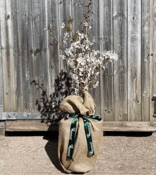 Japanese Alpine Cherry Tree Gift Red - Flowering Tree Gift - Tree2mydoor