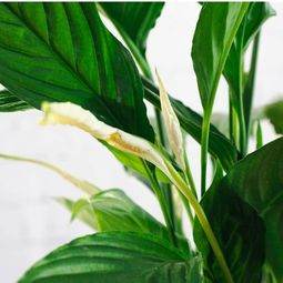 Large Peace Lily Plant - Indoor Plant Gift - Tree2mydoor