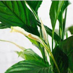 Large Peace Lily Plant - Indoor Plant Gift - Tree2mydoor