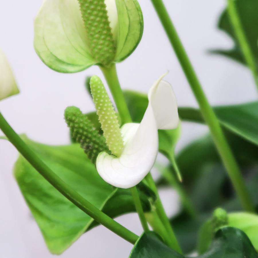 Large Peace Lily Plant - Indoor Plant Gift - Tree2mydoor