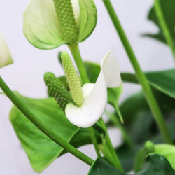 Large Peace Lily Plant - Indoor Plant Gift - Tree2mydoor