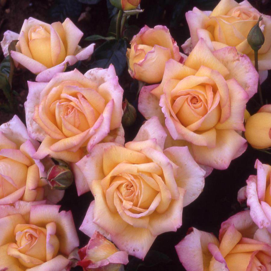 Peace Rose Bush Gift - Rose Bush Gift - Tree2mydoor