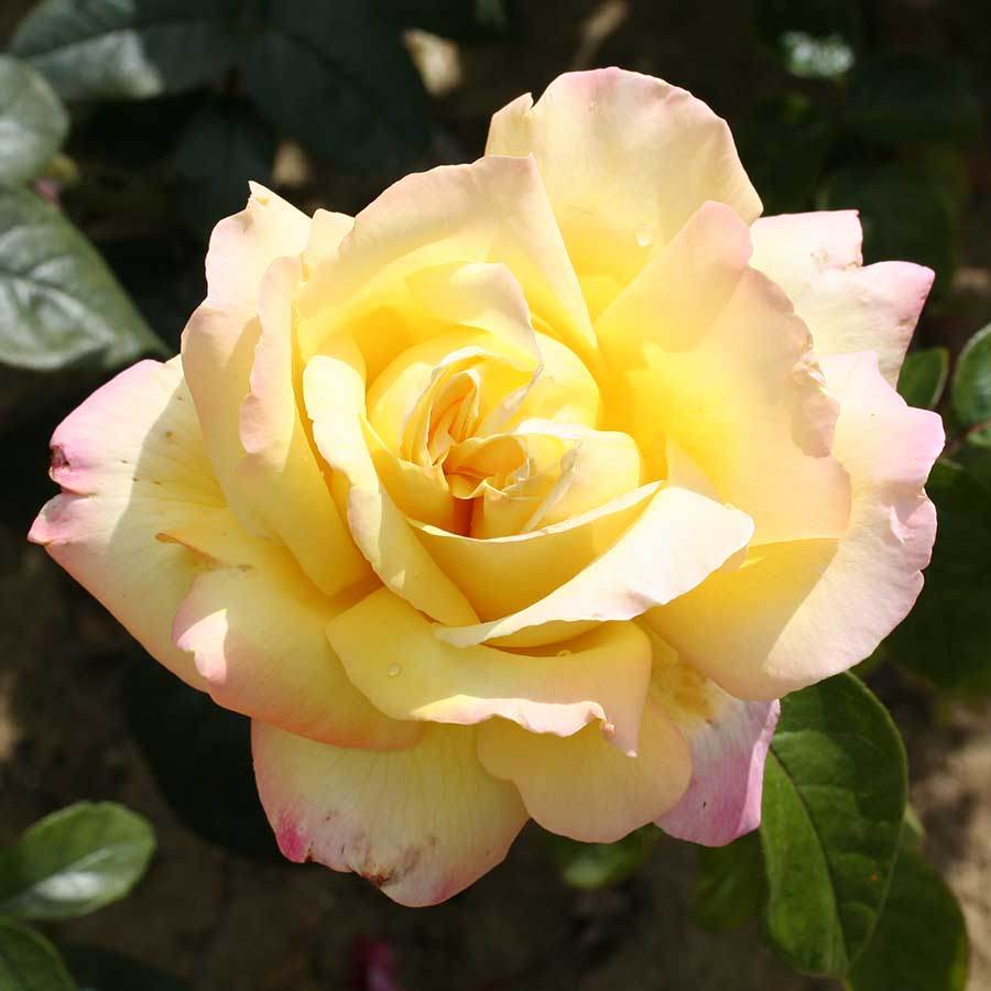 Peace Rose Bush Gift - Rose Bush Gift - Tree2mydoor