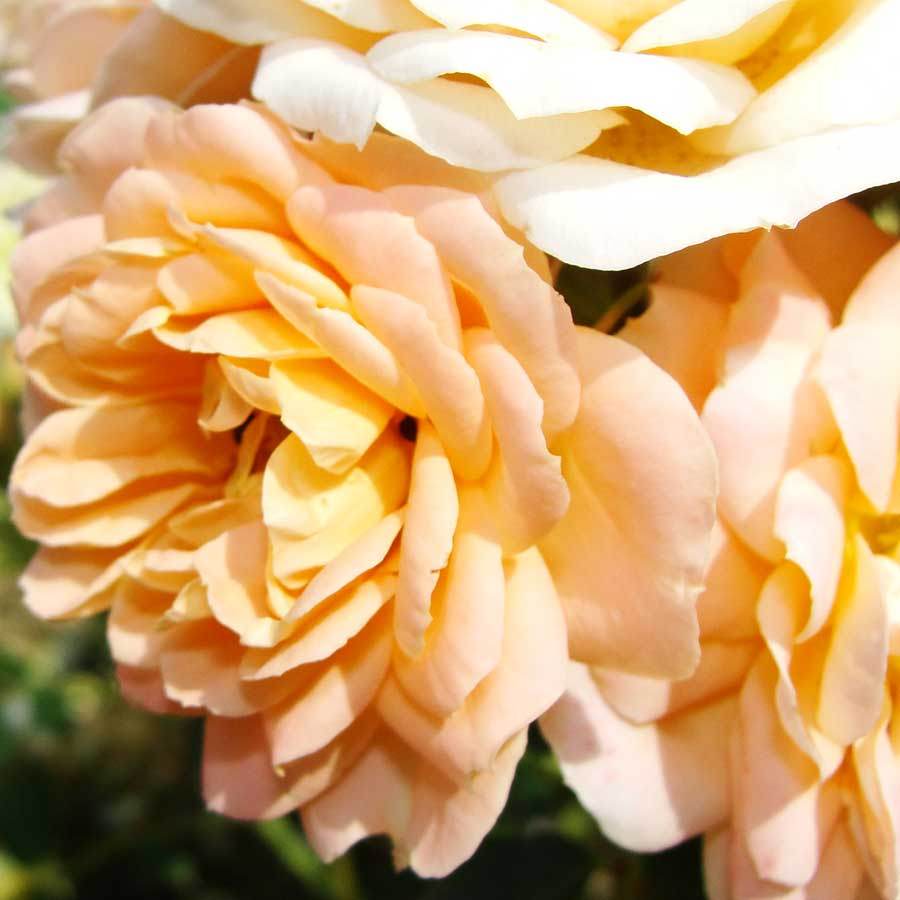 Sweet Dream Rose Gift - Rose Bush Gift - Tree2mydoor