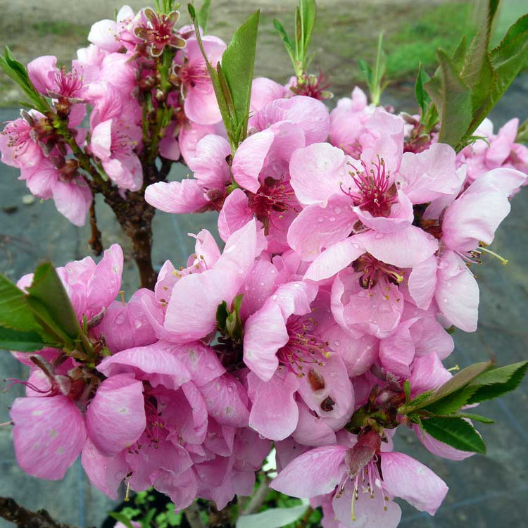 Pink Peach Tree Blossom