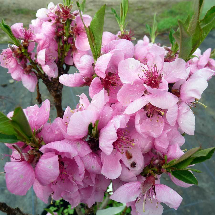 Dwarf Diamond Peach Tree Gift - Fruit Tree Gift - Tree2mydoor