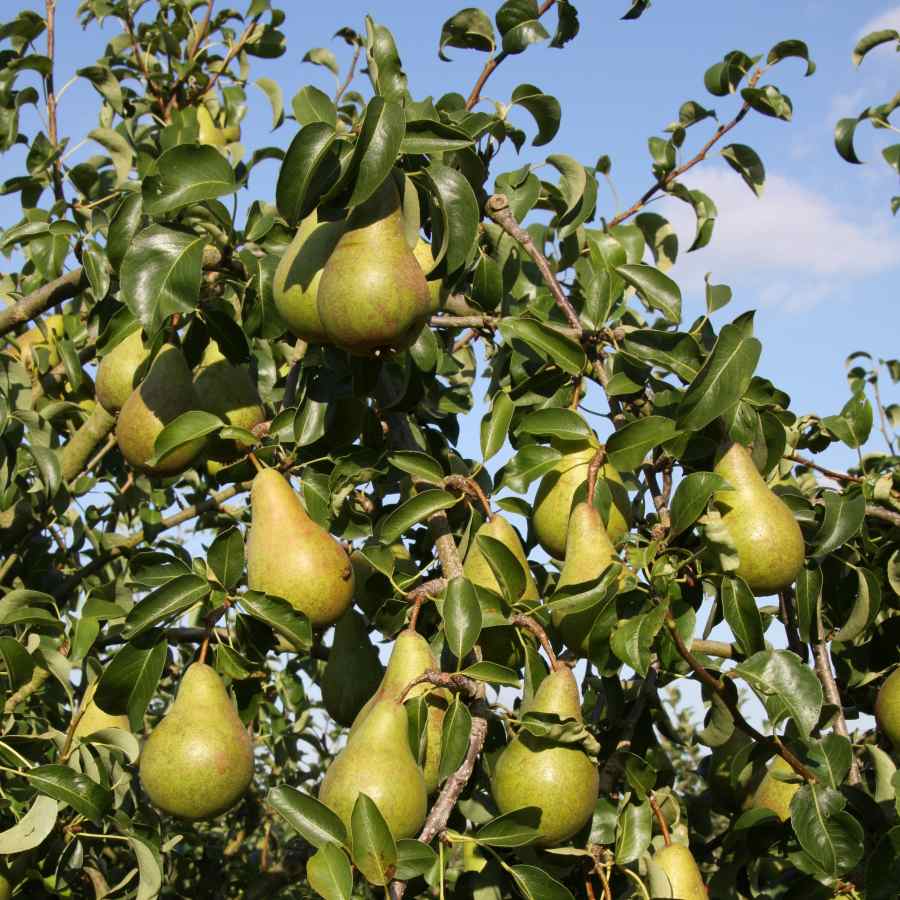 12L Pear (Pyrus) Concorde 1.5m | Concorde Pear Trees for Sale