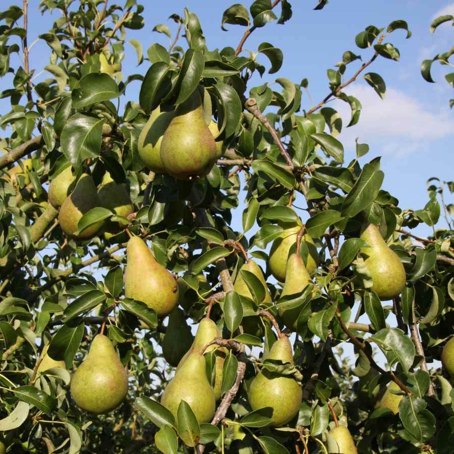 12L Pear (Pyrus) Concorde 1.5m Quince A (Semi Vigorous) - Gardeners Club - Tree2mydoor