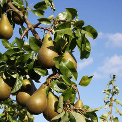 12L Pear (Pyrus) Conference 1.5m Quince A (Semi Vigorous) - Gardeners Club - Tree2mydoor