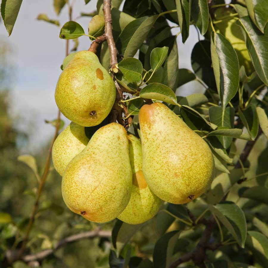 12L Pear (Pyrus) Williams' Bon Chrétien 1.5m - Gardeners Club - Tree2mydoor