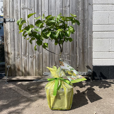 A gift wrapped Patio Pear Tree Gift