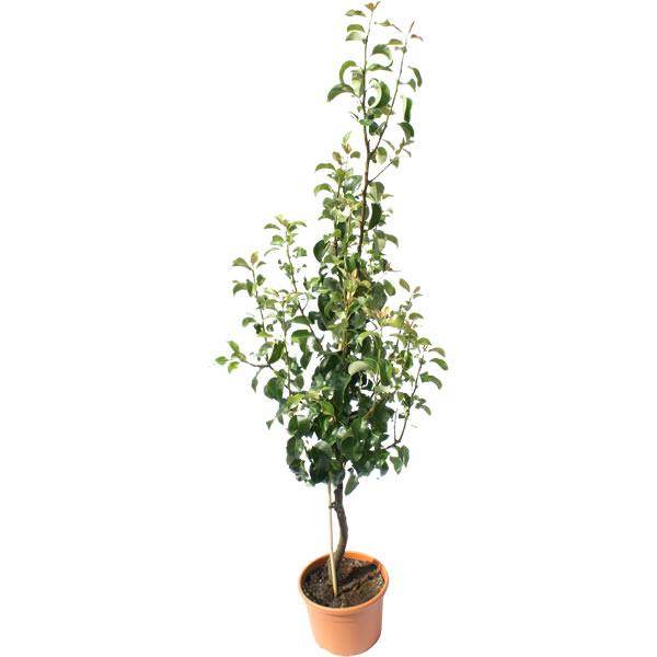 Partridge in a Pear Tree Gift - Christmas Tree Gift - Tree2mydoor