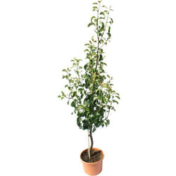 Partridge in a Pear Tree Gift - Christmas Tree Gift - Tree2mydoor