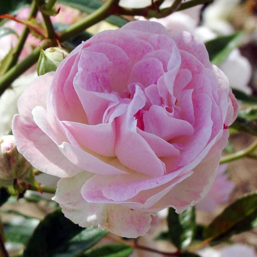 Pearl 30th Anniversary Rose Bush Gift - Rose Bush Gift - Tree2mydoor