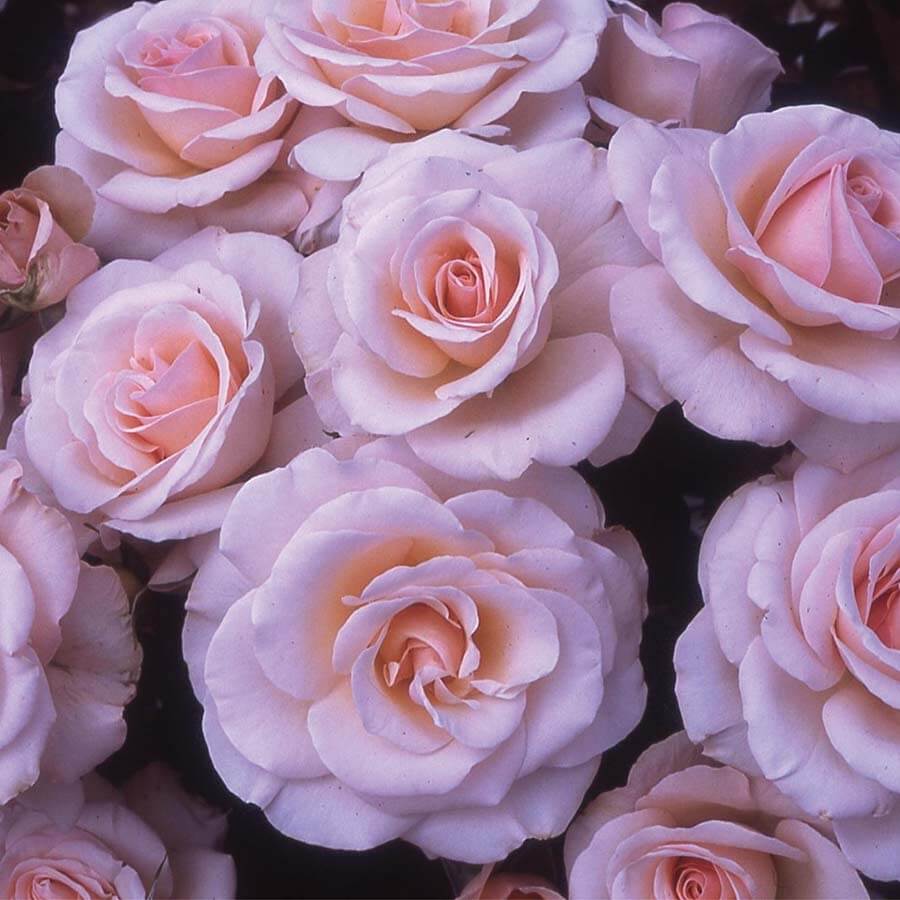 Light pink blooms of the Pearl Abundance Rose Bush