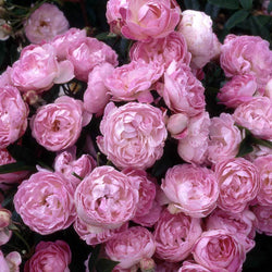 Pearl 30th Anniversary Rose Bush Gift - Rose Bush Gift - Tree2mydoor