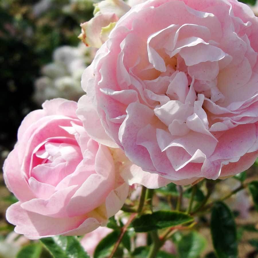 Pearl Anniversary Rose and Seed Gift Set - Rose Gift Pack - Tree2mydoor