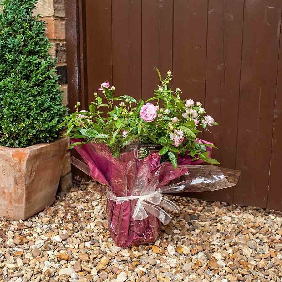 Pearl Anniversary Rose Bush Gift - Rose Bush Gift - Tree2mydoor