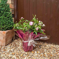 Pearl Anniversary Rose Bush Gift - Rose Bush Gift - Tree2mydoor