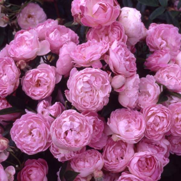 Pearl Anniversary Rose Bush Gift - Rose Bush Gift - Tree2mydoor