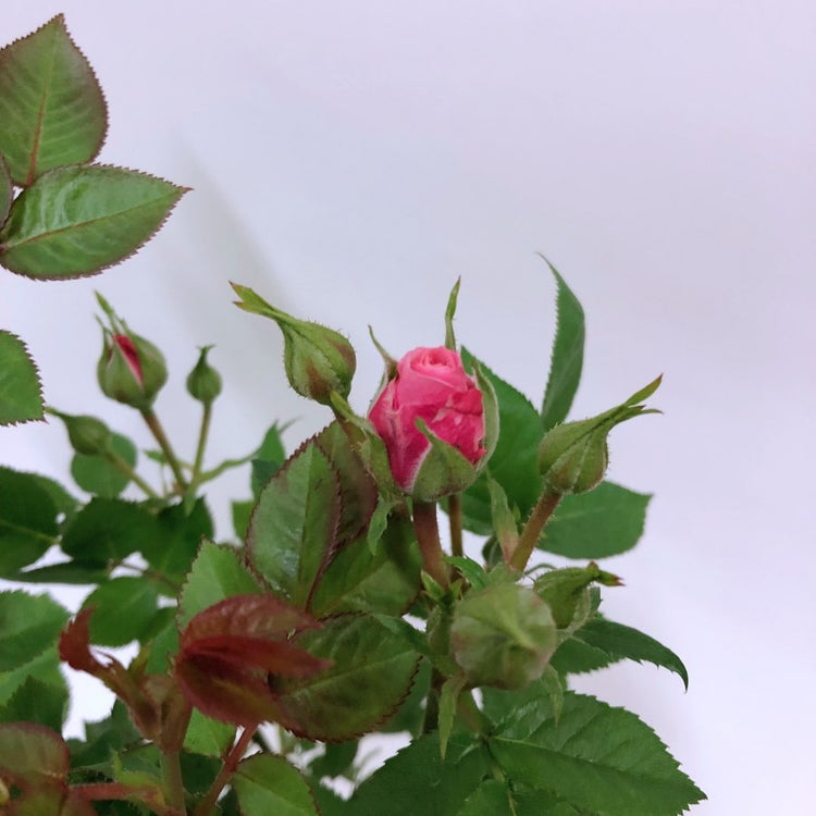 Pearl Anniversary Patio Rose Blooms
