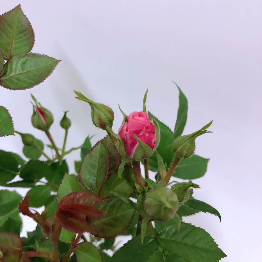 Pearl Anniversary Patio Rose Gift - Rose Bush Gift - Tree2mydoor