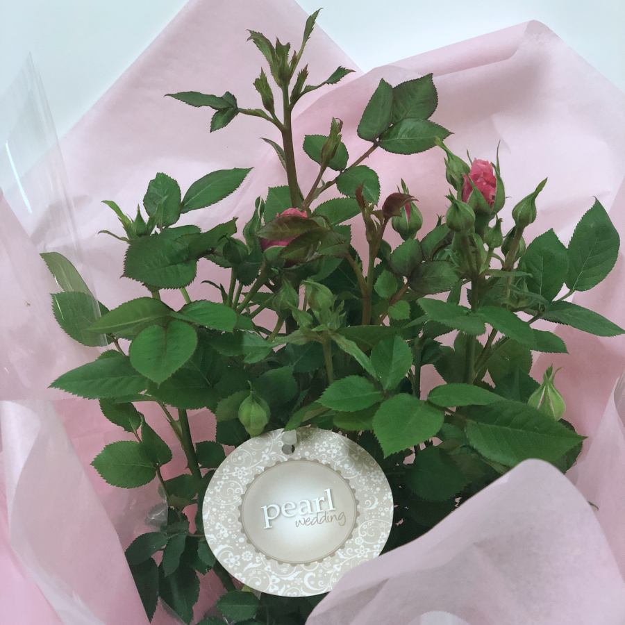 Gift Wrapped Pearl Anniversary Patio Rose