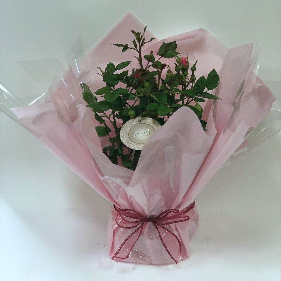 Pearl Anniversary Patio Rose Gift - Rose Bush Gift - Tree2mydoor