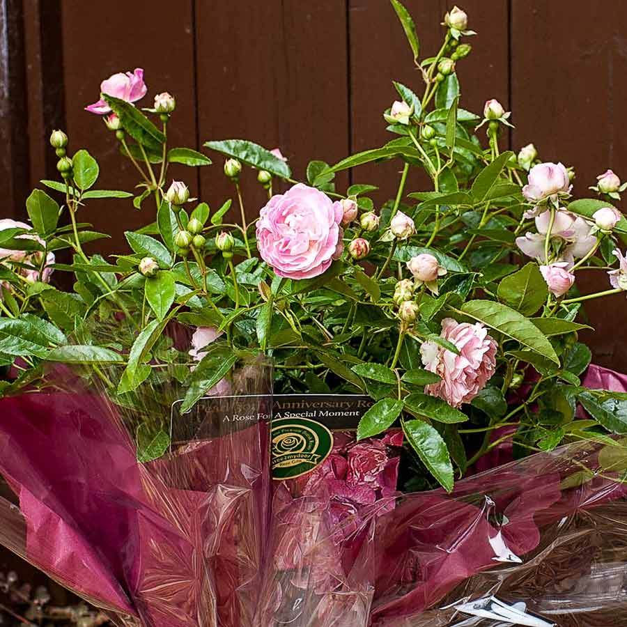 Pearl 30th Anniversary Rose Bush Gift - Rose Bush Gift - Tree2mydoor