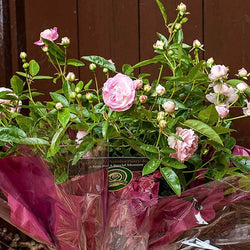 Pearl 30th Anniversary Rose Bush Gift - Rose Bush Gift - Tree2mydoor