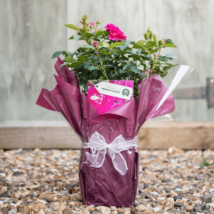 Perfect Match Rose Bush Gift Wrapped