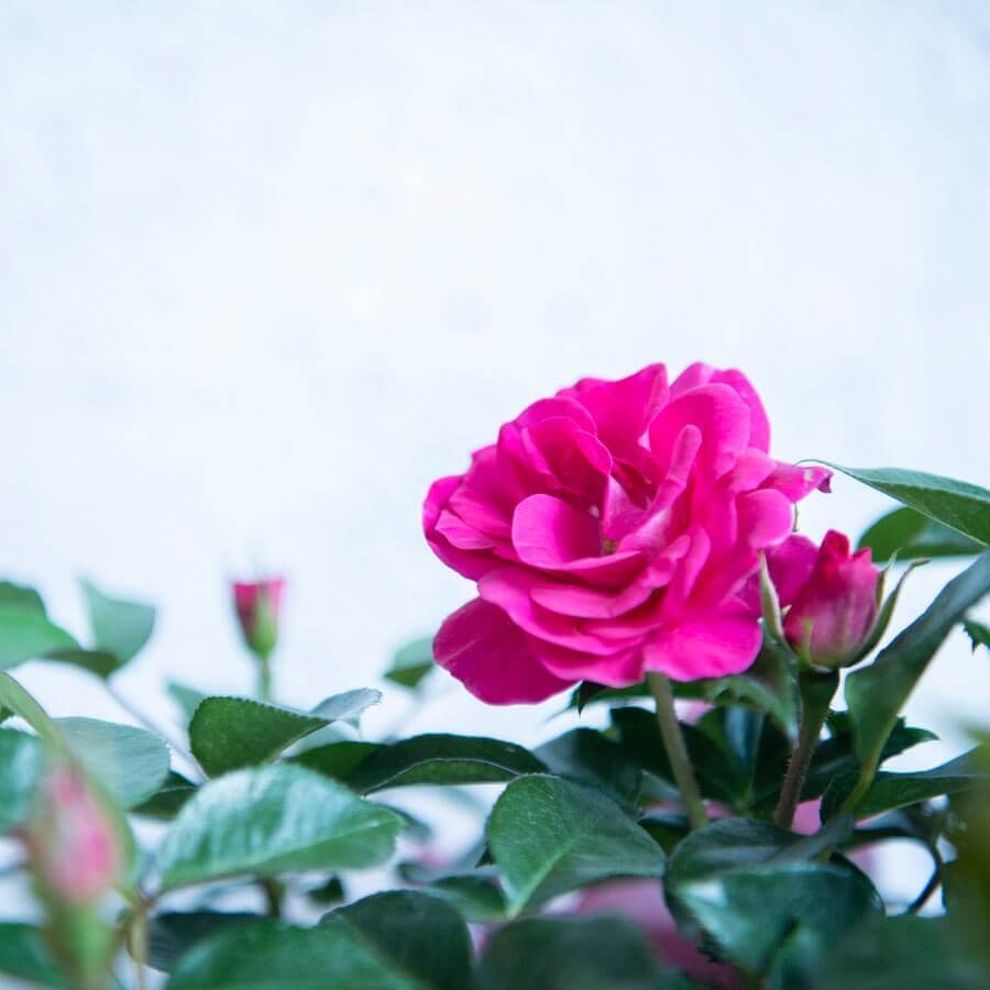 Perfect Match Rose Bush Gift - Rose Bush Gift - Tree2mydoor