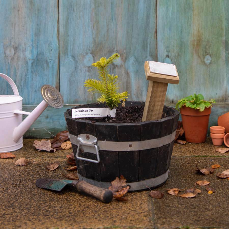 Pet Memorial Tree Gift Pack Silver Birch Tree / Plaque - No Engraved Message - Tree Gift Pack - Tree2mydoor