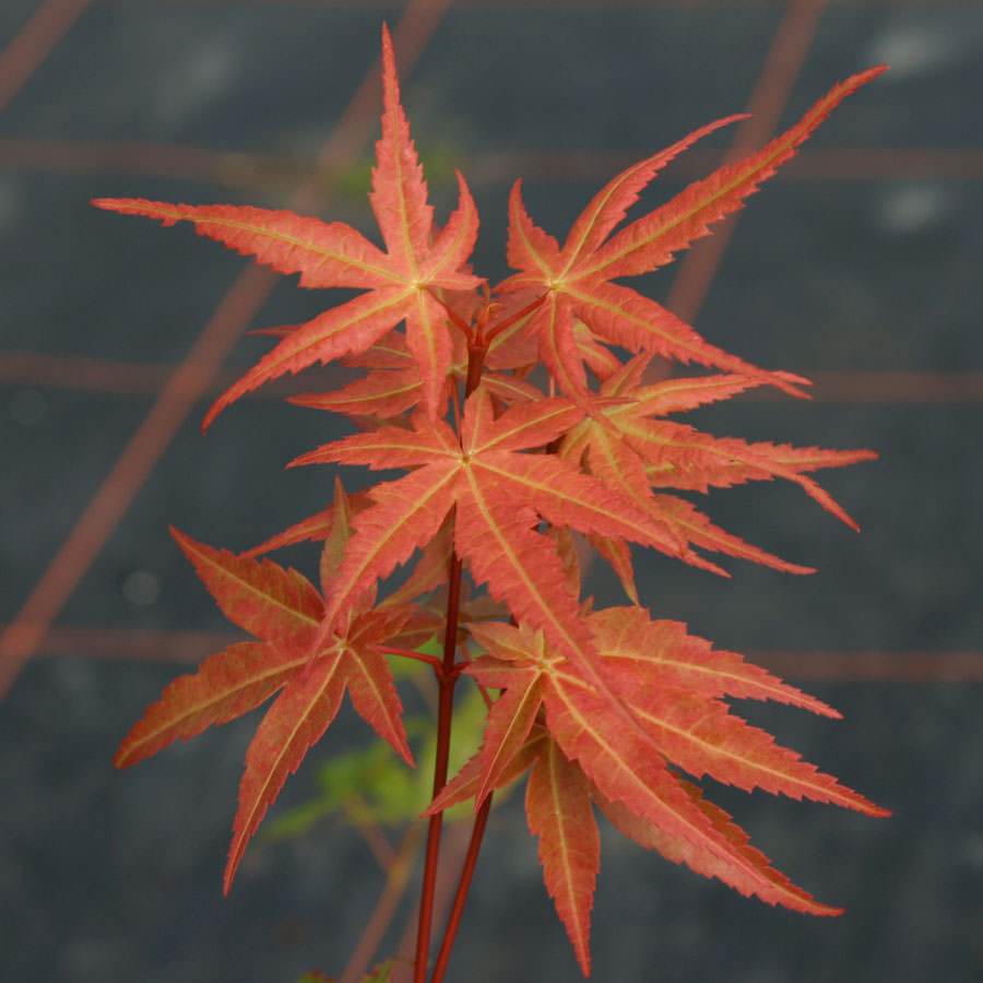 Phoenix Japanese Maple Tree Gift - Acer Tree Gift - Tree2mydoor