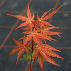 Phoenix Japanese Maple Tree Gift - Acer Tree Gift - Tree2mydoor