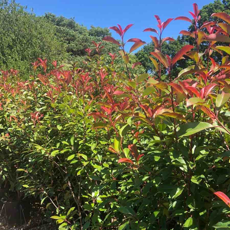 30L Photinia x fraseri Red Robin 1.5-1.75m 1 x Photinia x fraseri Red Robin - Gardeners Club - Tree2mydoor