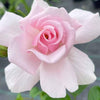 Pink Favourite Colour Rose Bush gift